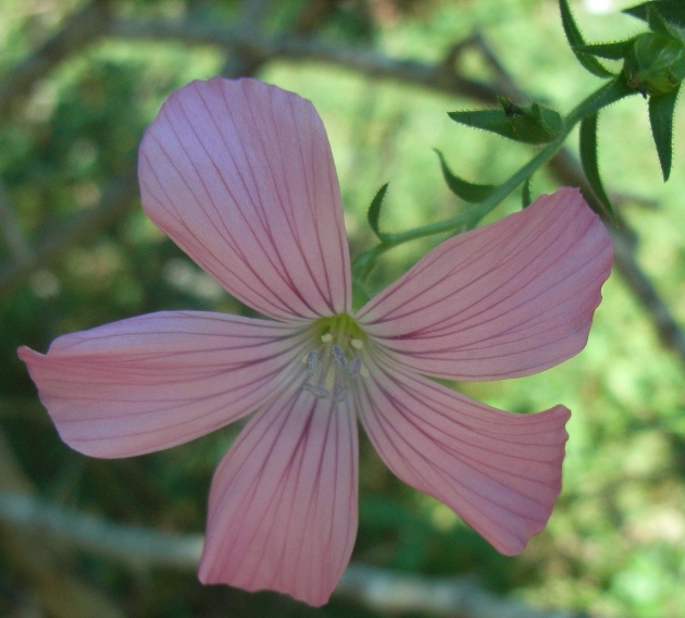 Linum viscosum
